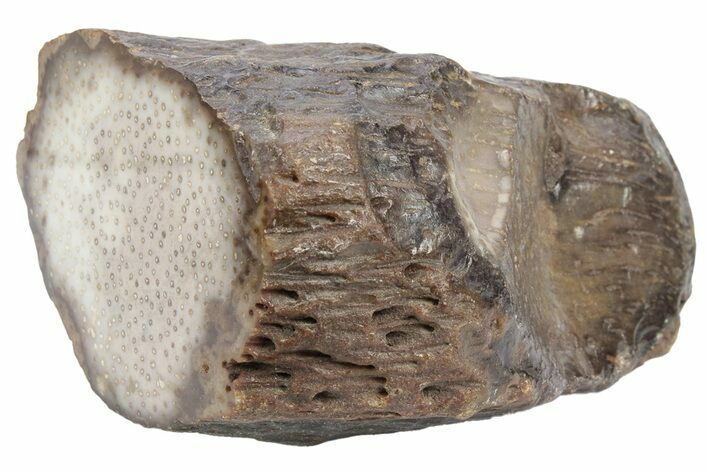 Polished Petrified Palmwood (Palmoxylon) Limb Section - Texas #248637